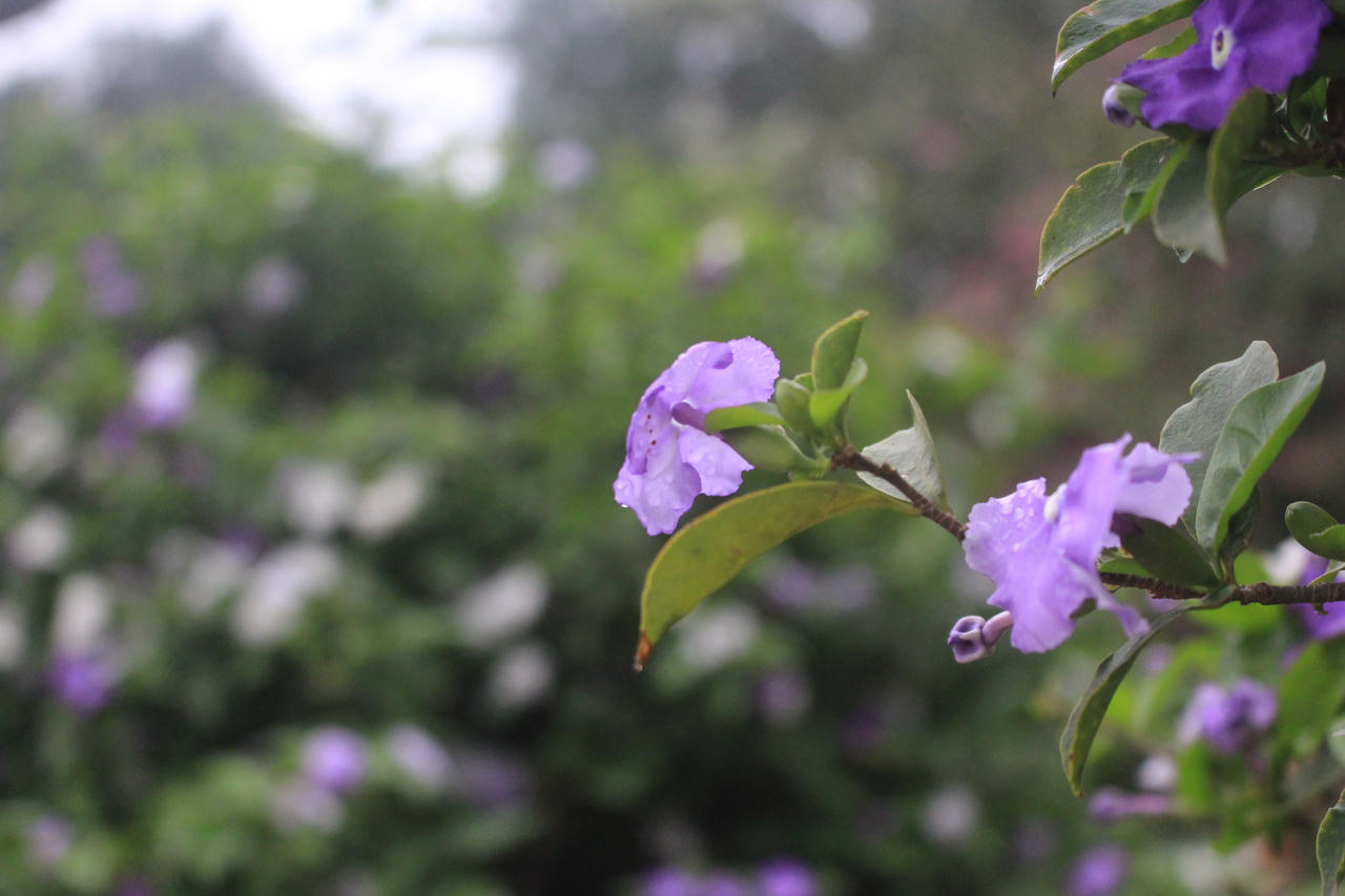 Nhiều khoảnh trời Hà Nội rạo rực màu tím hoa ban